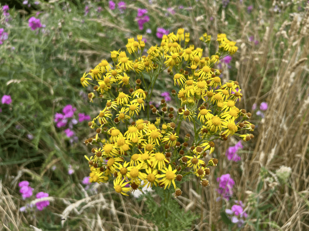 A clump of tansy yellow flowers pops through a color spotting of purples, whites, greens, and darker shadows in the background.