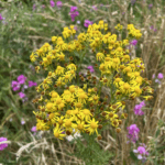 A clump of tansy yellow flowers pops through a color spotting of purples, whites, greens, and darker shadows in the background.
