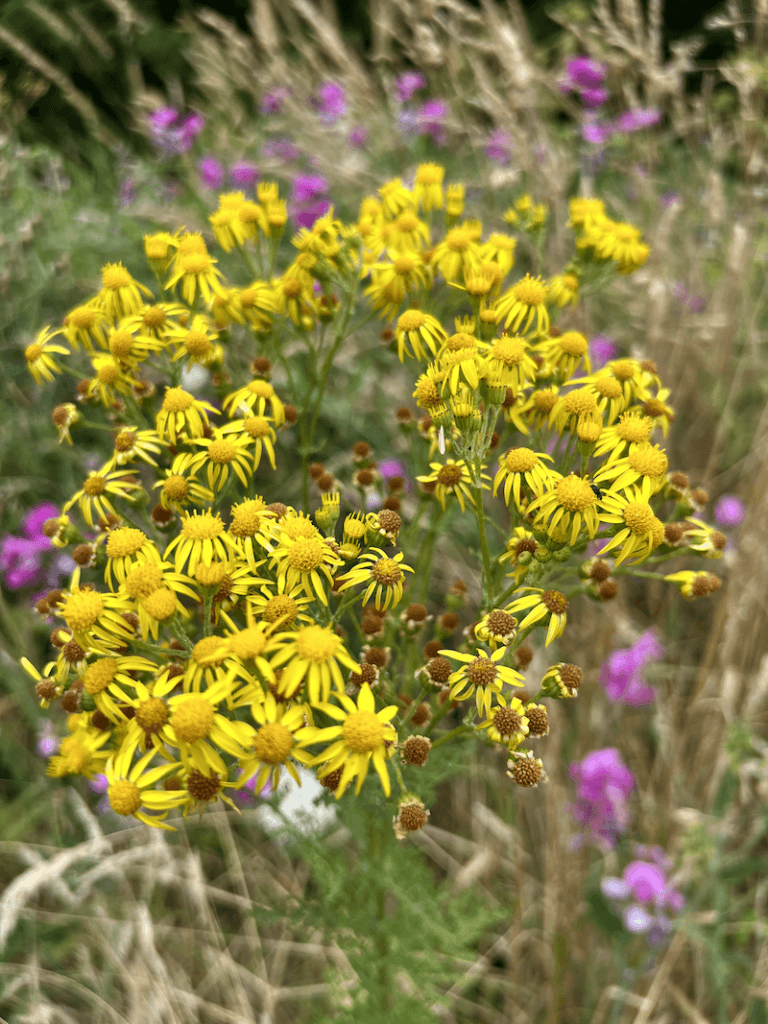 A clump of tansy yellow flowers sway in a sea of grasses with assorted colors like purple sweet peas, white milkweed and green foliage.